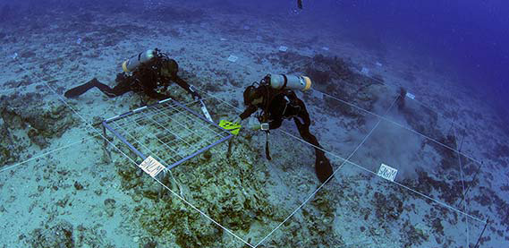 水下考古的探方員工作照片